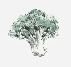 手绘花椰菜 页面网页 平面电商 创意素材 png素材