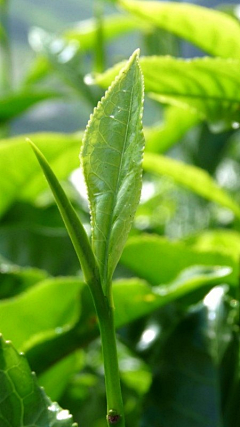 我是太阳会发光☀采集到茶叶