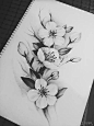 黑灰樱花纹身图案手稿