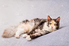 一只长着毛茸茸尾巴的缅因猫躺在柔软的沙发上_5123755699