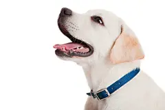 狗狗牙齿