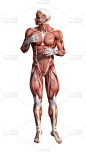 3D渲染男性解剖图与肌肉地图上的白色