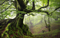 General 1230x768 landscape nature moss spring forest mist trees sunrise roots hill green