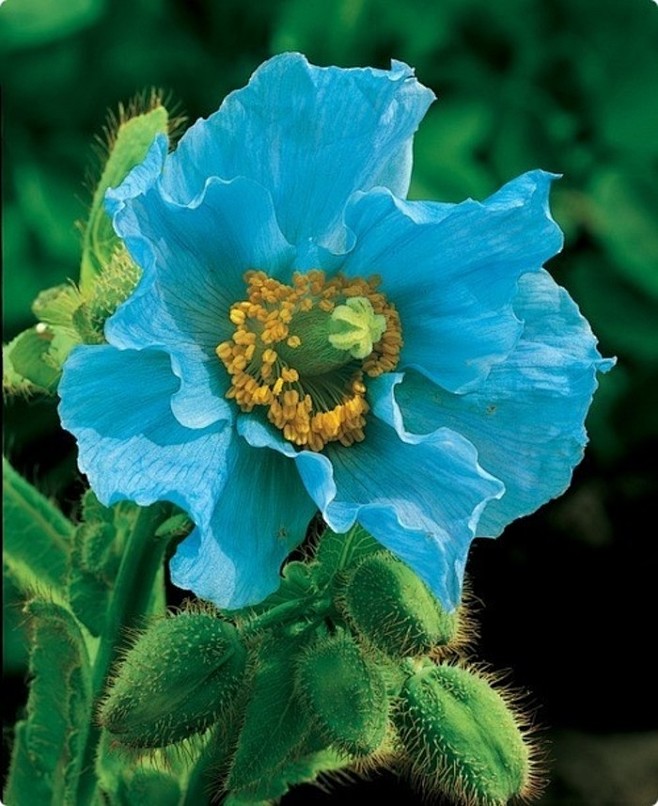 喜马拉雅蓝罂粟“绿绒蒿”【不丹的国花】