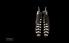 小鸟的羽毛高清壁纸图片桌面壁纸4