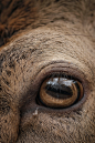 Photo by Tim Schmidbauer on Unsplash : The Eye of the Deer (Shoot with Fujifilm X-T3). Download this photo by Tim Schmidbauer on Unsplash