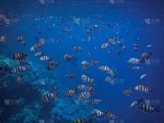 千千万万印巴军士在蓝色的大海里钓鱼