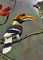 双角犀鸟（Buceros bicornis）佛法僧目 犀鸟科 角犀鸟属
Great Hornbill (Buceros bicornis) Eating black seeds in the trees along the roadside.  Geliphu Rd., Buthan