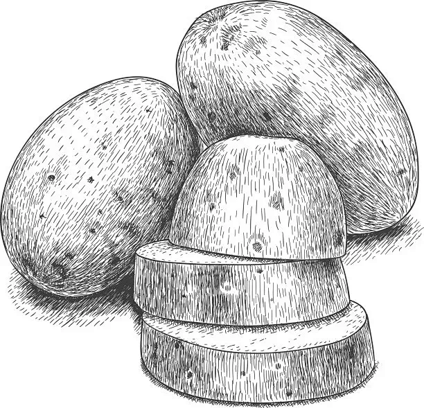 雕刻土豆和切片的古董插图图片
