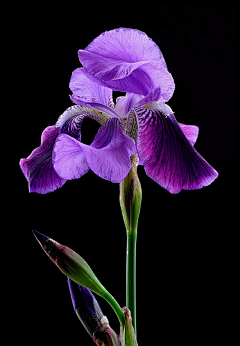 天青色暮山紫采集到漂亮的花花草草