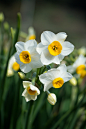 2013 Narcissus #1 by Yorkey&Rin on Flickr.