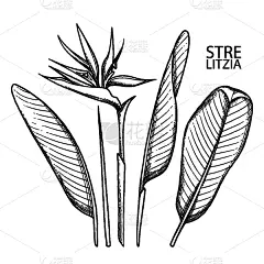 天堂鸟花,插画,请柬,浪漫,泰国,植物群,枝繁叶茂,装饰物,收集