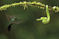《绿顶辉蜂鸟与竹叶青蛇》摄影师马特说：“我听到蜂鸟发出尖锐而令人担忧的叫声，这是遭遇捕食者做出的反应。当时，我距离这只绿顶辉蜂鸟大约60英尺（约合18 米），目睹了它勇敢攻击一条小毒蛇的精彩瞬间。采用长时间曝光和浅景深拍摄，你很难让照片中的蜂鸟和毒蛇都给人一种锐利之感。这是我遇到的最有趣的时刻之一，我迅速设置成两次闪光，提高光量和快门速度，最后拍摄了这幅作品。” #美圖分享 # #摄影#