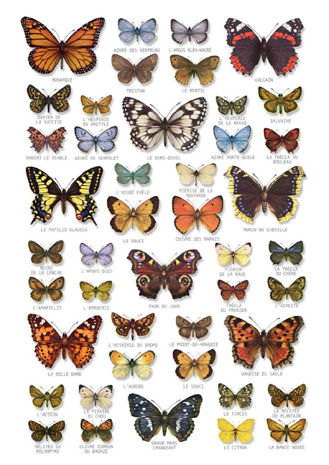 动物/动物素材/动物参考 蝴蝶素材
花瓣...