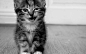 cats animals funny monochrome kittens  / 2560x1600 Wallpaper