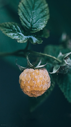 铃木荚野采集到Plant