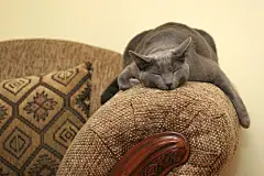 点击来源直接获取大图文件 |sleeping cat