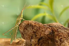 特写吖哒爬上绿色背景上的障碍