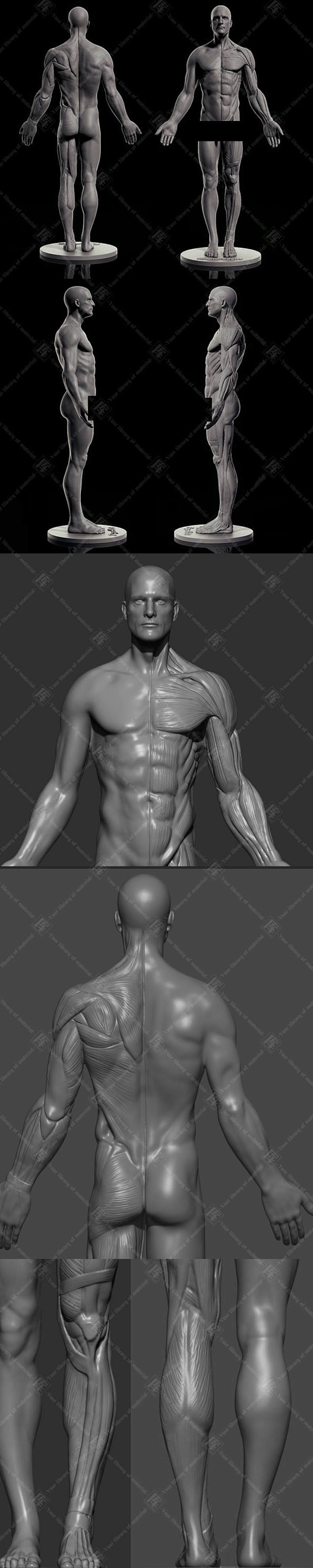 ZB男性人体细节解剖肌肉模型 肌肉解剖z...