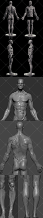 ZB男性人体细节解剖肌肉模型 肌肉解剖zbrush雕塑模型