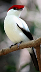 阿拉里皮Manakin，极度濒危，在巴西最稀有的鸟类之一 #小清新#