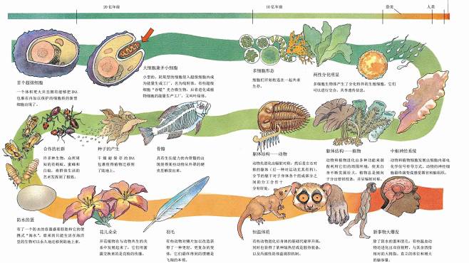 《生命的运作方式》·基因·起源·演化不仅...