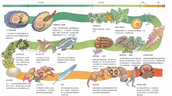 《生命的运作方式》·基因·起源·演化不仅仅是生命也是整个预祝的自我治理过程，也是一个试错过程-花瓣网