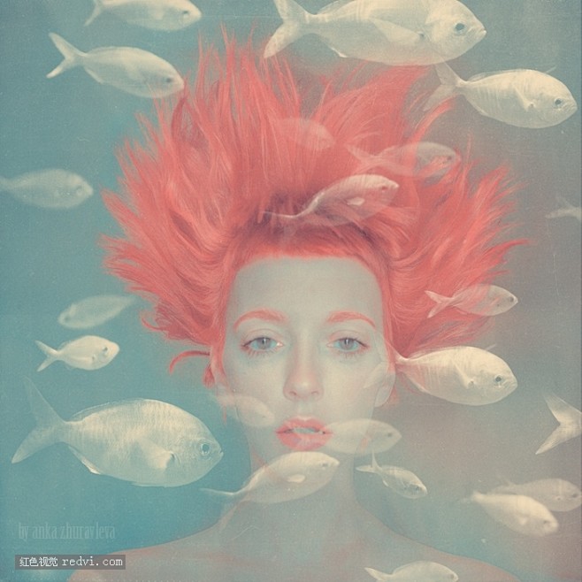 The Aquatic :  