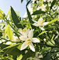 柑普茶入门，一棵柑树开花结果的生长历程-陈皮圈