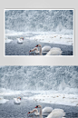 天鹅雪地冬季雪景摄影图-众图网