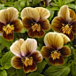 Velour Frosted Chocolate Viola