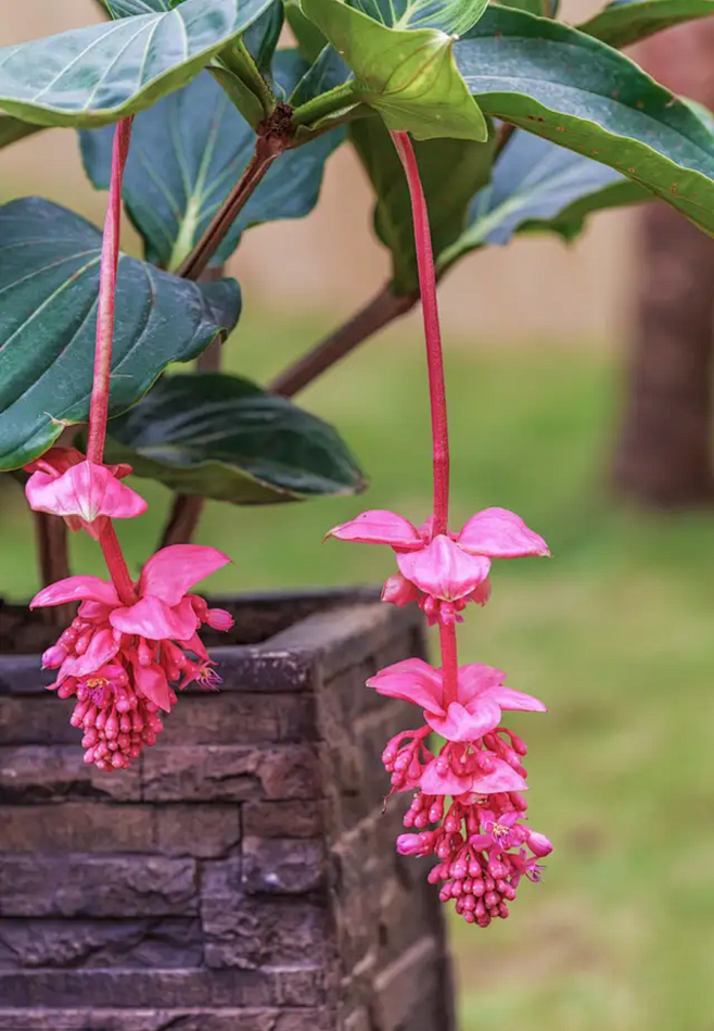 名称宝莲灯花别名粉苞酸脚杆