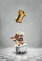 Master Dog For Masai Art Company : Retoque Digital CGI e Ilustración para Cannes Lions 2015Agencia: Prolam Y&R Cliente: Master Dog