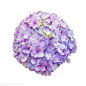 紫色绣球花的搜索结果_360图片