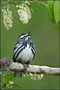 Black-and-white Warbler