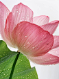 Midjourney 花 荷花_6_新一_来自小红书网页版