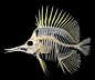 butterfly fish skeleton, WOW that is so cool!!!!!!!: 