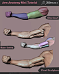 Anatomy Mini-Tutorials vol.1 Arms and Legs