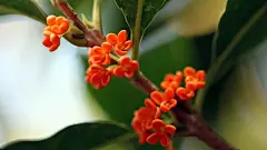 唯美飘香桂花微距植物花卉高清壁纸