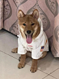 卢卡家 包邮新款防雨NASA反光宇航服大型犬雨衣 狗狗宠物冲锋衣-淘宝网
