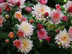 烟雨兰花采集到菊花