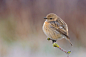 European Stonechat in ice by Lorenzo Magnolfi on 500px