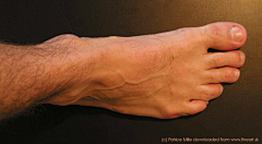 画画的Feng子采集到肌肉解剖——脚