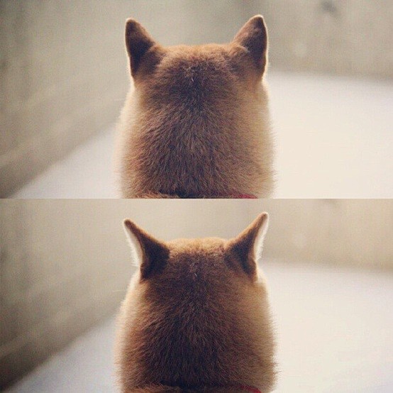 Shiba Inu.