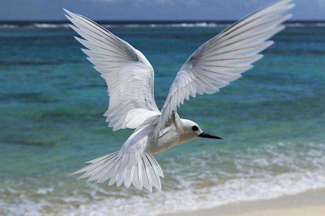 flying white tern - ...