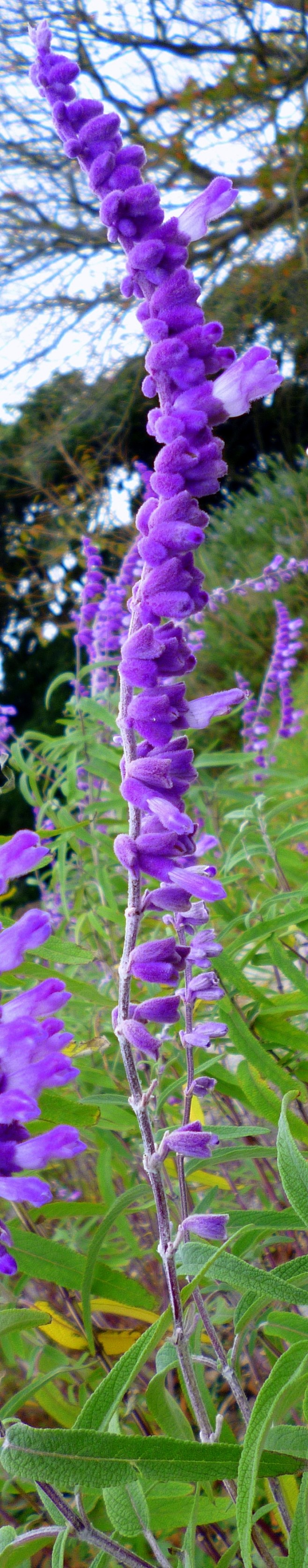 Purple Flower, Hirad...