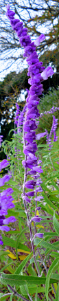 Purple Flower, Hirado, Nagasaki, Japan by Homma Keisuke