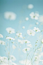 每天开出一朵花~-摄影-植物- 图片收藏网 - 以图会友 - U517
