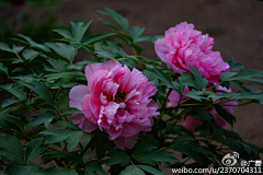 风起︷叶落采集到花草