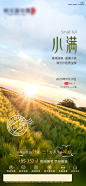 简约小满节气海报图片
